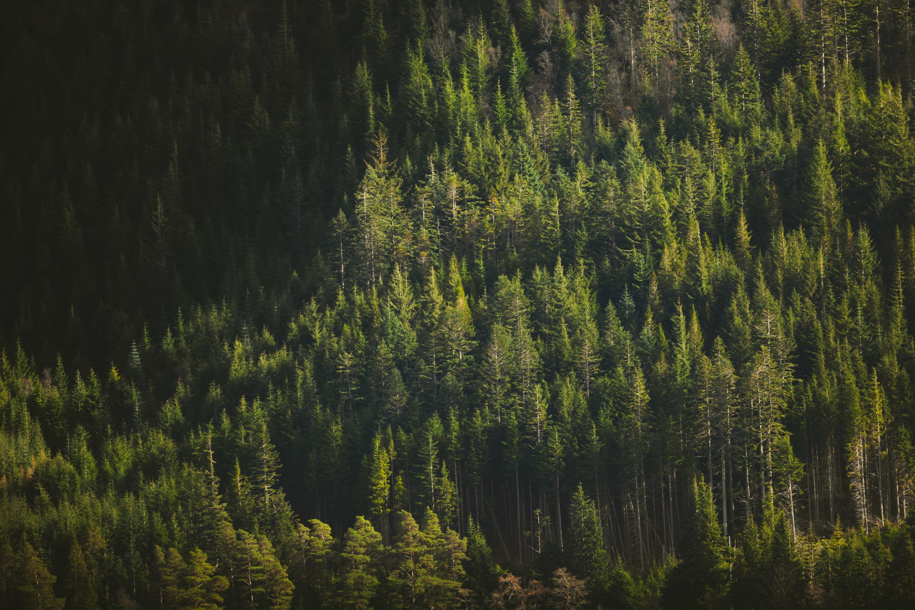 Green forest moody palette